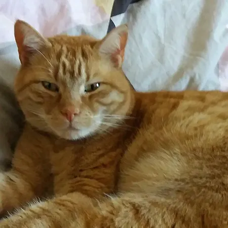 Ruhiges Direkt An Den Leineauen *